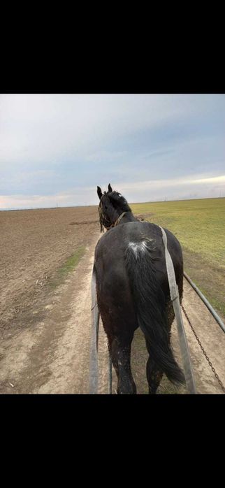 Iapă de vânzare  foarte bună