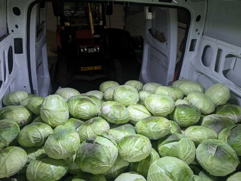 Vând varza de toamnă cu frunza subtire