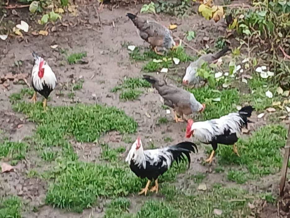 Cocoși Italiana argintie