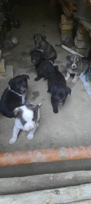 Продаются щенята