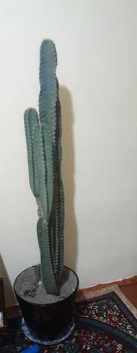 Gul kaktus 1.80 gul