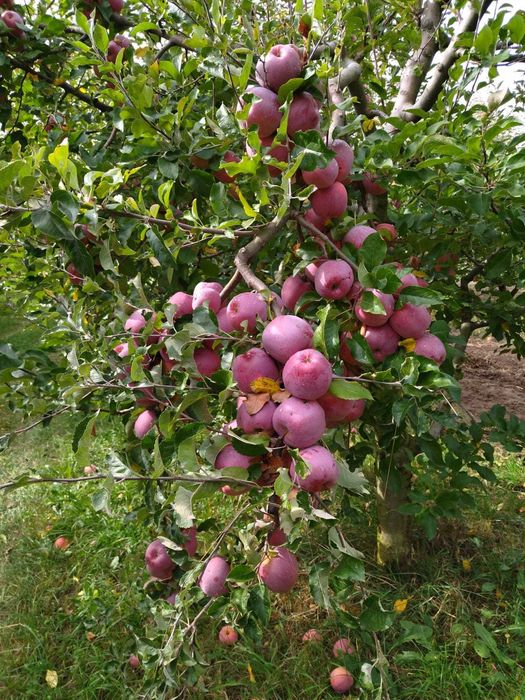 Vânzare teren cu livadă. Înconjurat de pădure