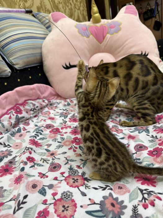 Бенгальская кошка