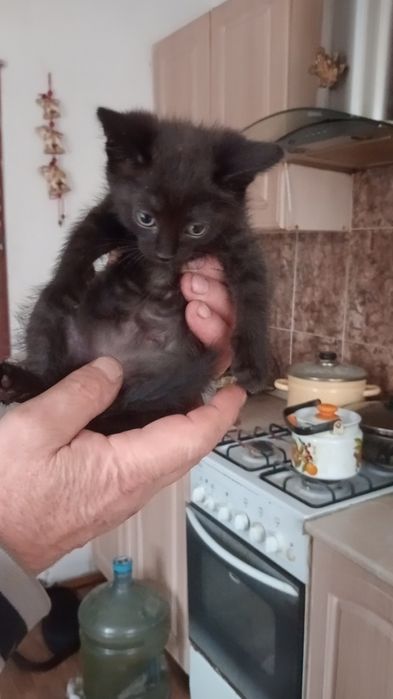 Котята бесплатно кот и кошечка.