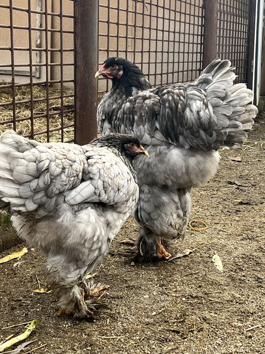 Gaini Brahma, culoare somon si albastru