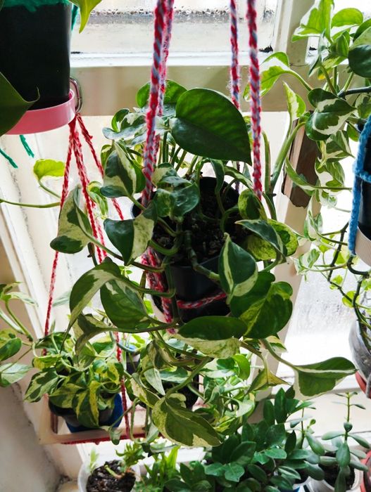 Сциндапсус энджой