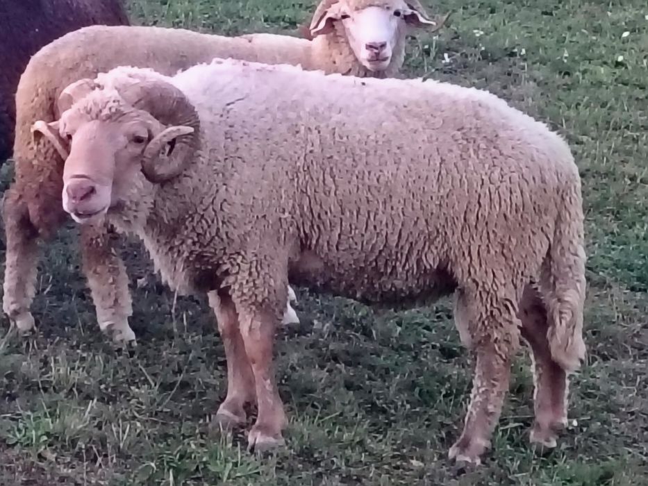 Berbec țigău rugin