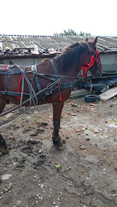 De vânzare  cal de 3 ani  cuminte merge la căruță