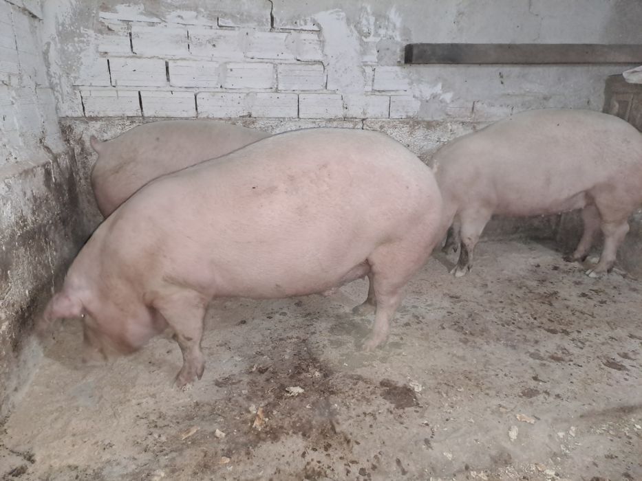 Домашни прасета.