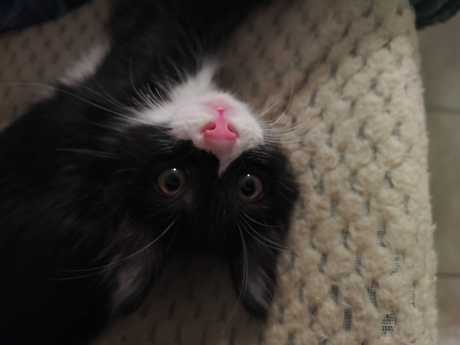 Котенце Пелмен търси дом