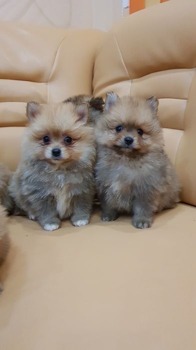 Померан померанчета Гр София снимки от днес 05.12.2025г