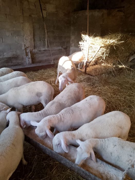 Miele tineret lacaune cu pedigree