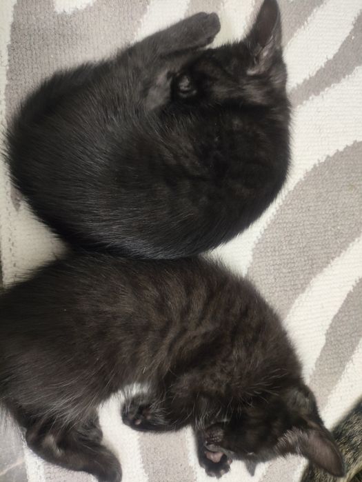 котята 2 месяца,  отдам в добрые руки