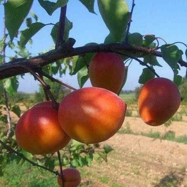 Mevali kuchatlar