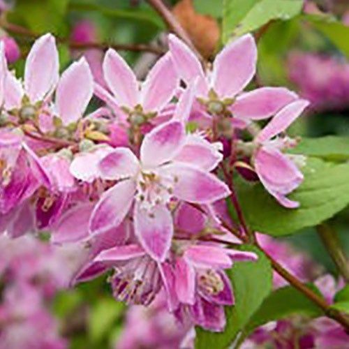 Deutzia la Ghiveci