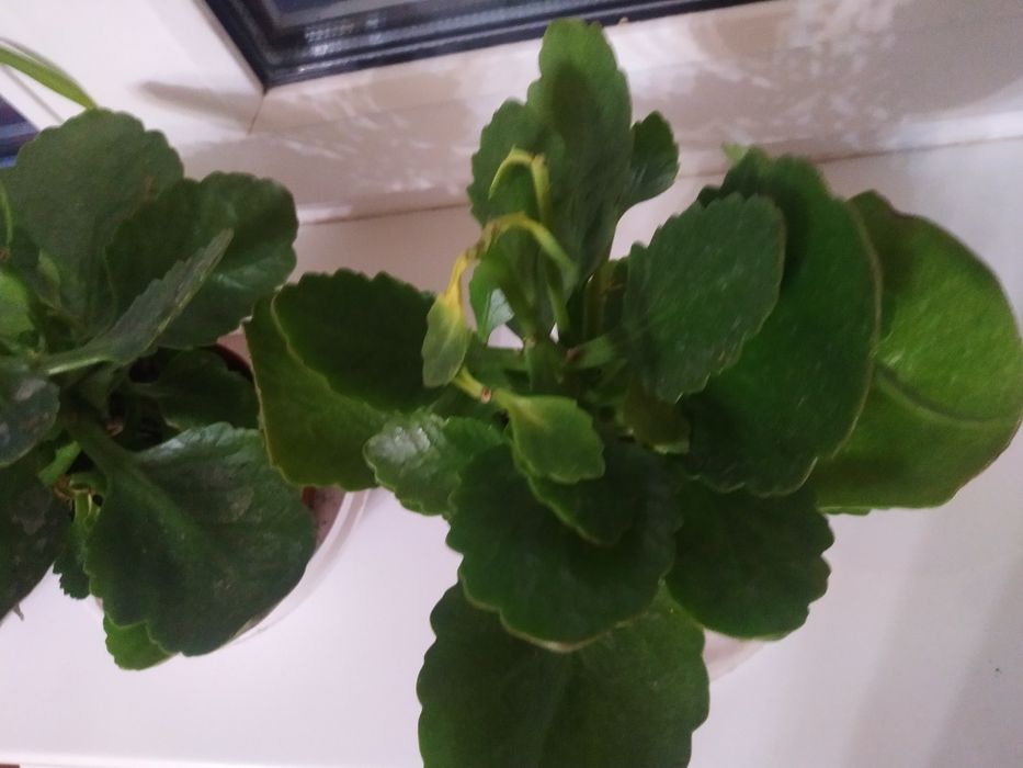 Цветы домашние с отличной корневой.