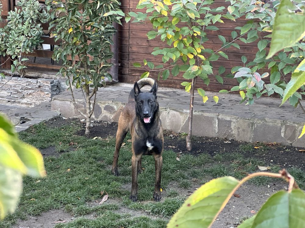 Mascul ciobănesc belgian malinois