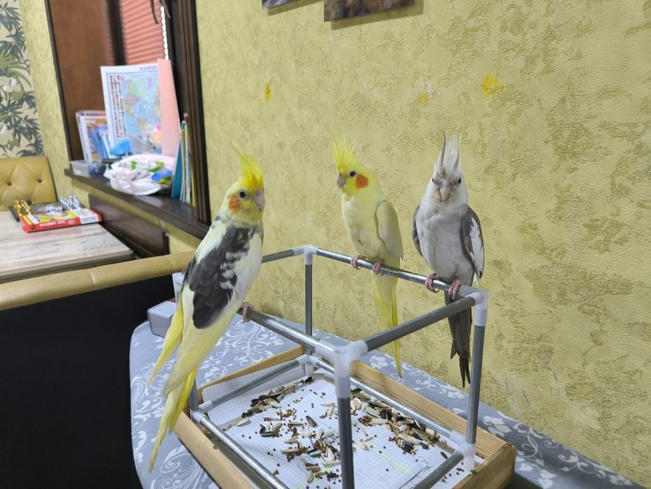 Ручной попугай Корелла