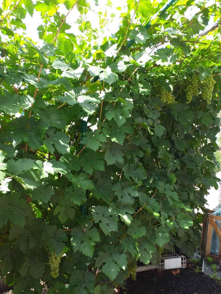 Срочно! Продам дом 3 комнаты и кухня. Очень срочно.