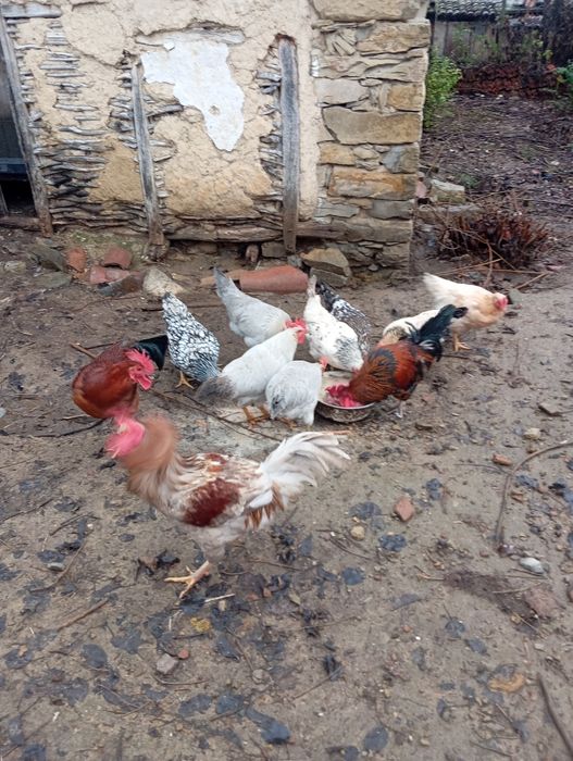 Кокошки:10лв. Броя.