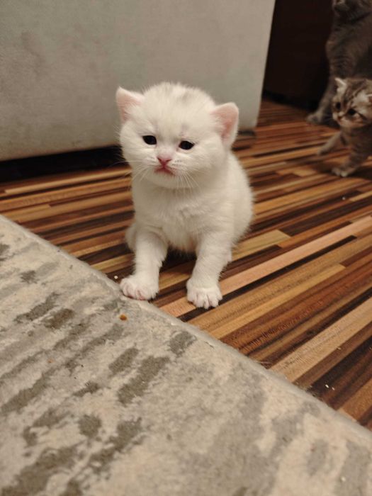 Pisoi drăgălași își caută o casa plina de iubire