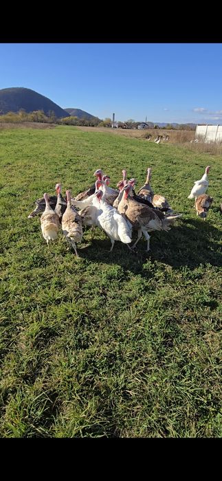 Vând curci de țară