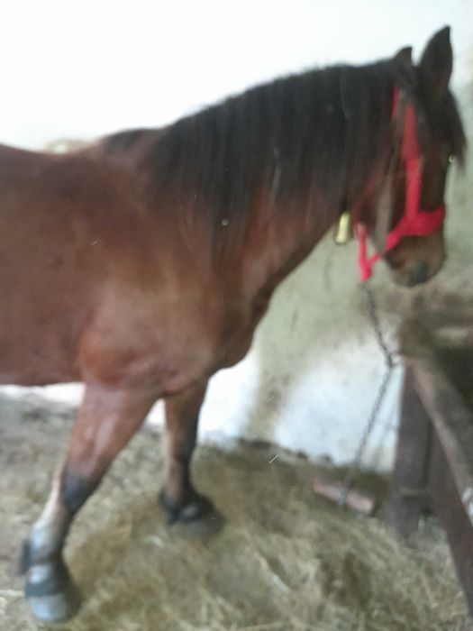 Iapa de vanzaresau schimb