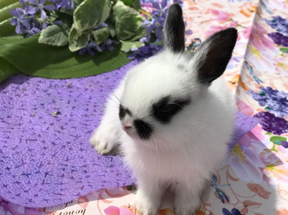 Кролики Декоративные карликовые