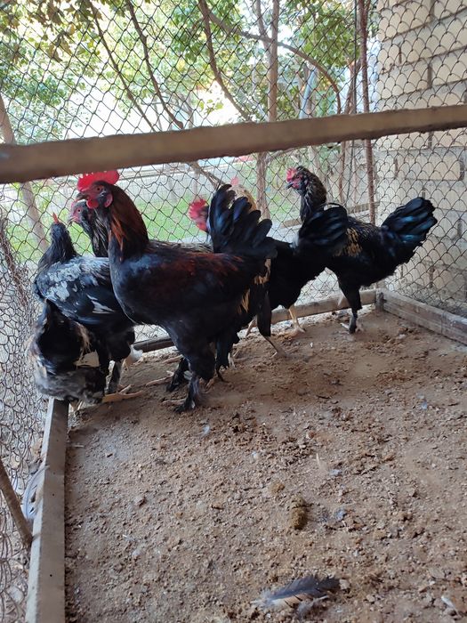 Xorozlar shu yilgi semiz soglim