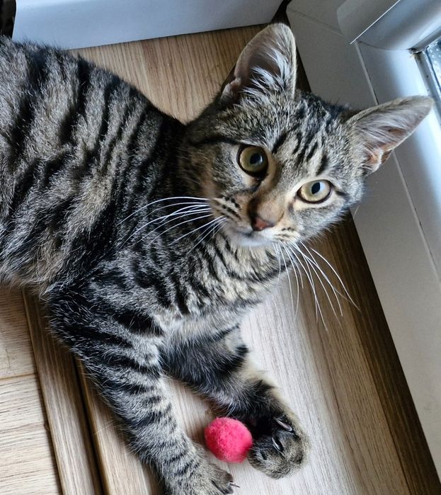 Мъжко котенце на около 5 месеца