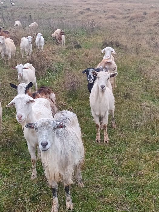 Vând capre sau schimb cu iapa