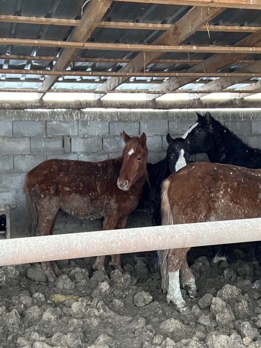 согым, конина, тай, лошадь