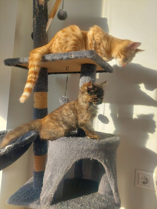 Котенок девочка Ташкент