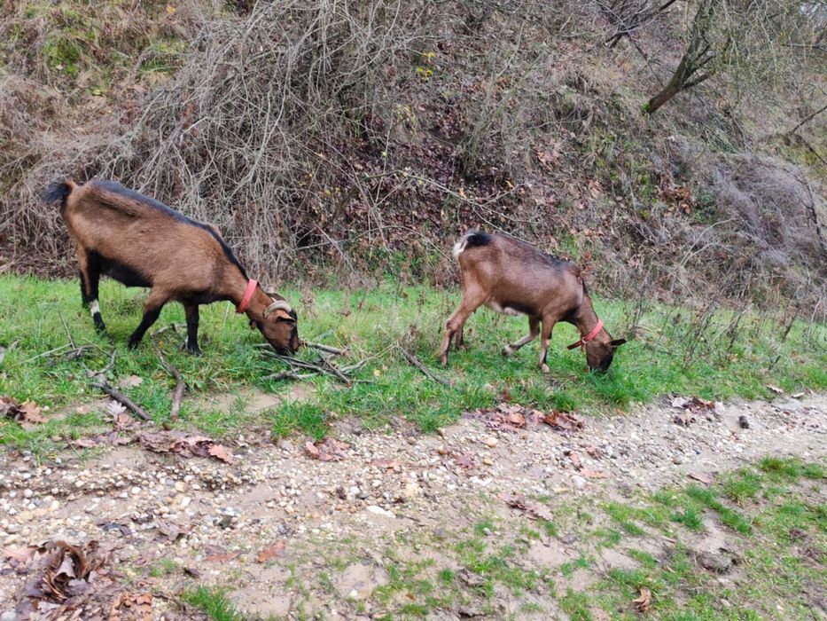 Vand cape alpine franceza