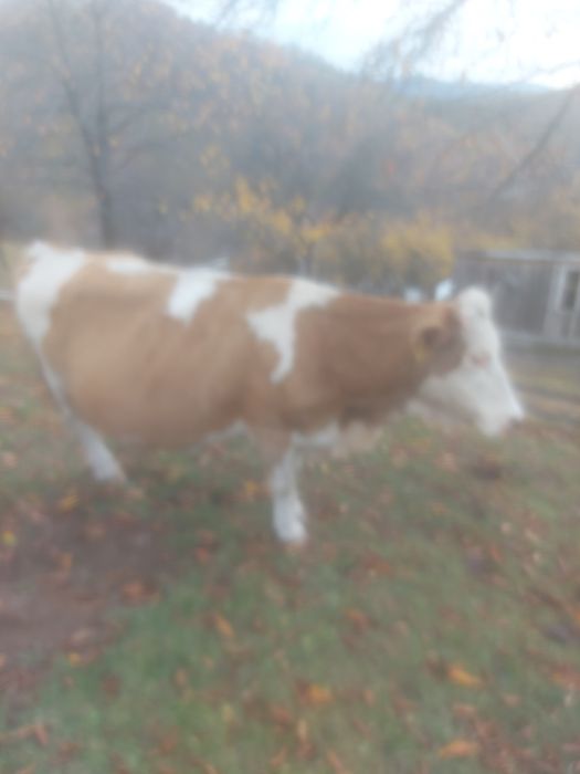 Vând vaca de ținut sau abator