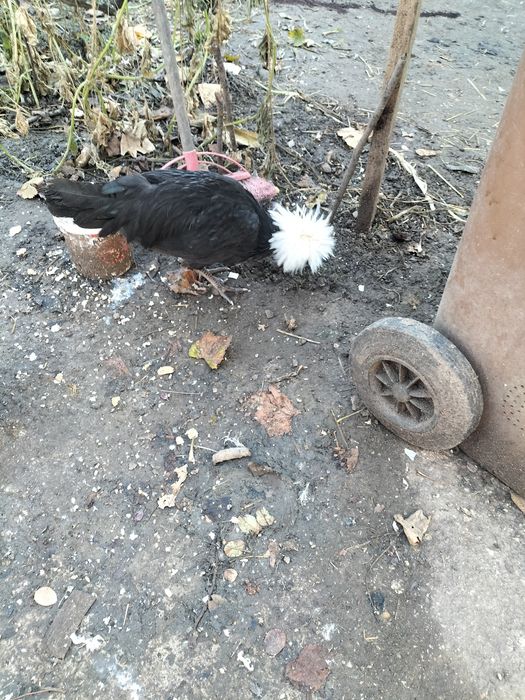 Schimb cocos moțat olandez cu găină de aceași rasa sau vînd 50 Ron buc