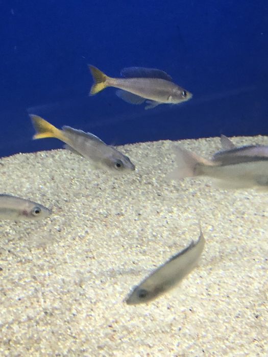 Cyprichromis Leptosoma