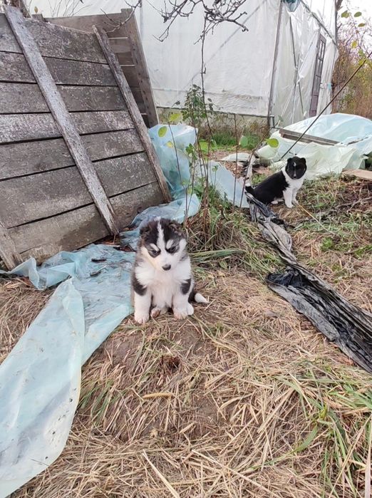 Donez cățeluși maidanezi