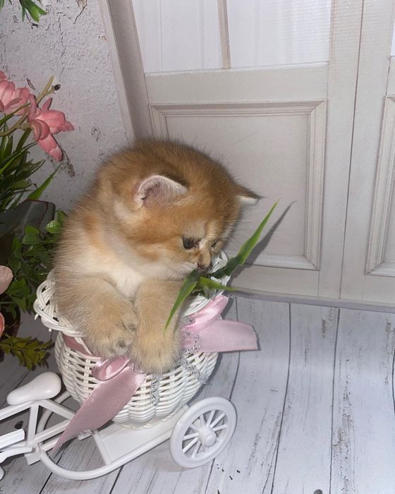 Золотистая шиншилловая британка плюшка