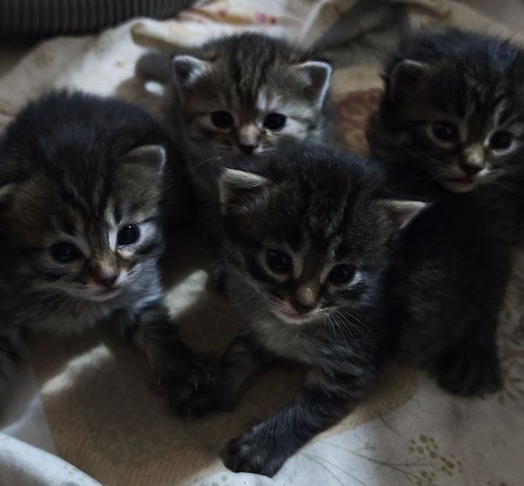 Отдам котят в добрые заботливые ручки