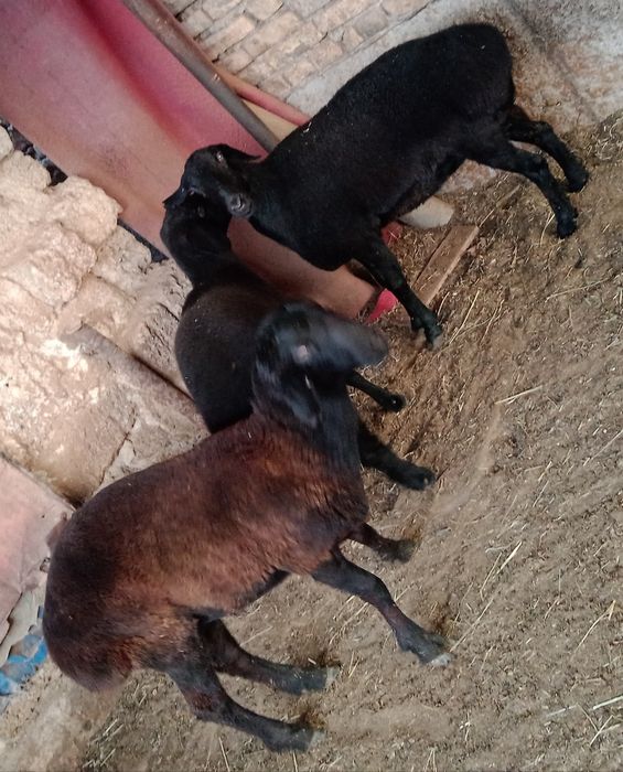 Qo'chqo'r Chirchiq 4mln DOSTAVKA si bor tekin