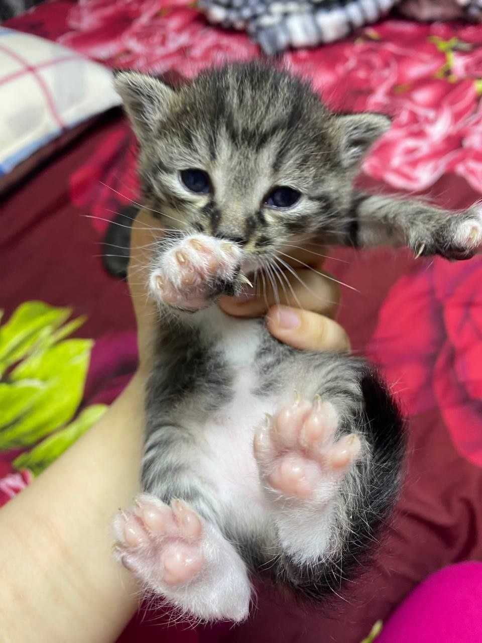 Милые пушистики котята.