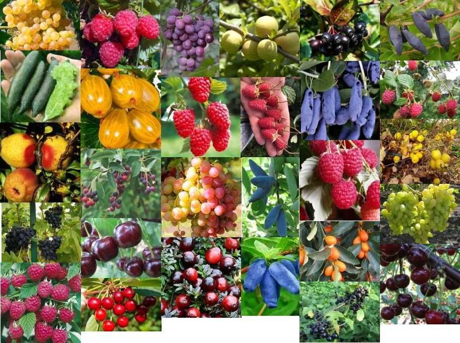 Плодово-ягодные растения, плодовые деревья и кустарники
