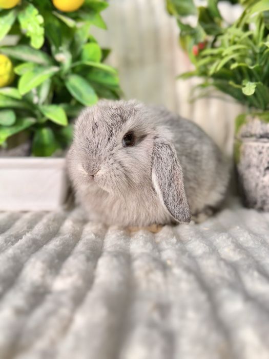 QUYON KARLIK . Кролик Карликовый