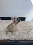Bulldog francez talie mica