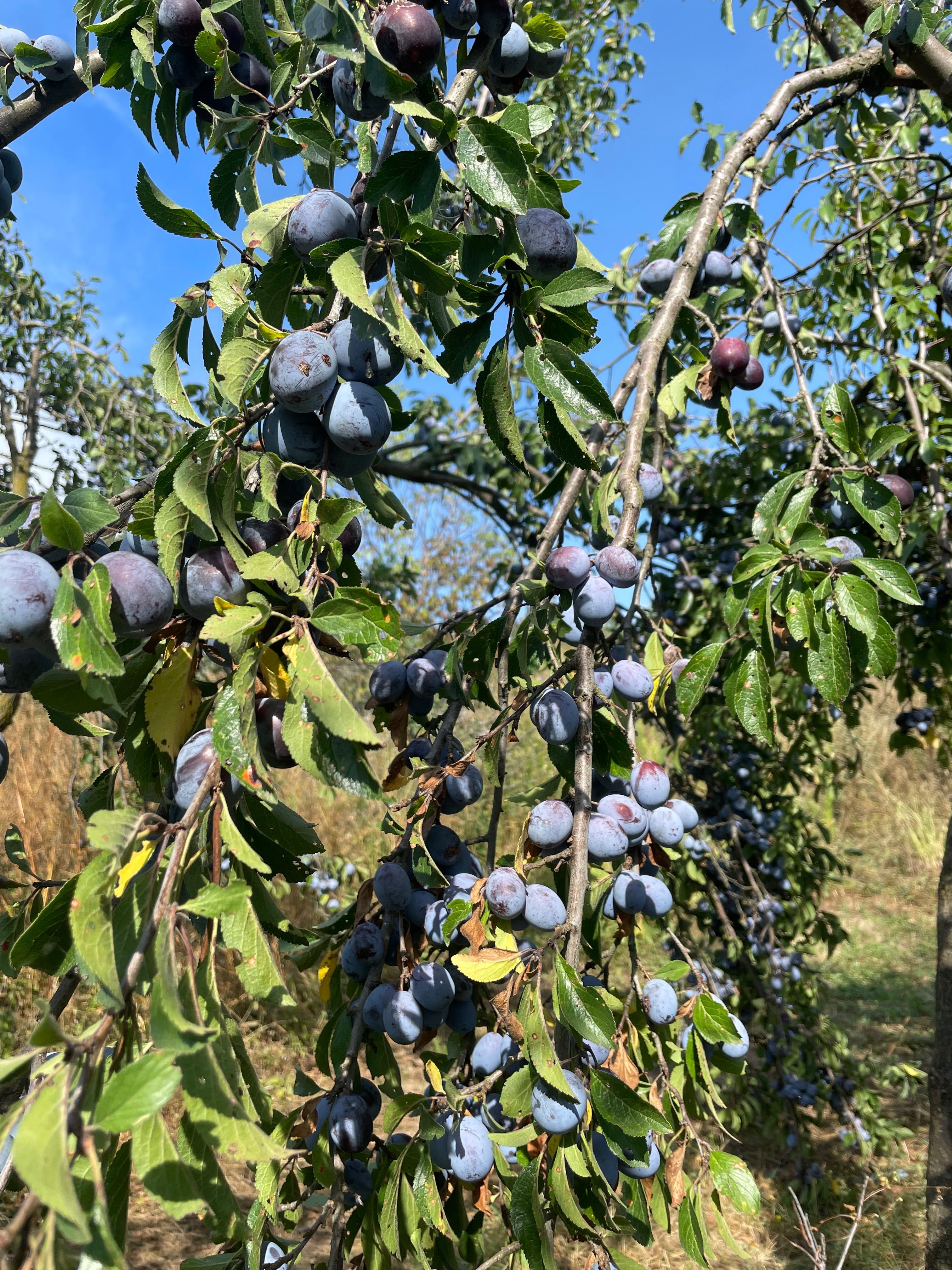 Vand prune negre