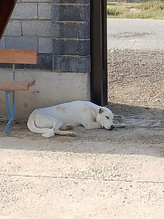 Ит сатам 5 айлық төбет