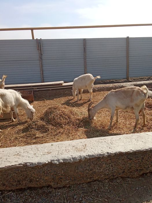 Ешкі сатылады әлпи ешкі сұр