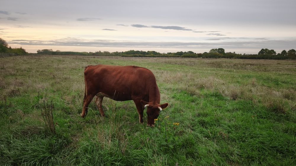 Ocazie ! Vand juninca gestanta Jersey