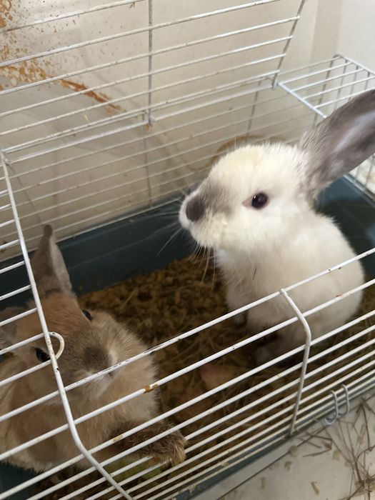Продам декоротивные кролики домашние